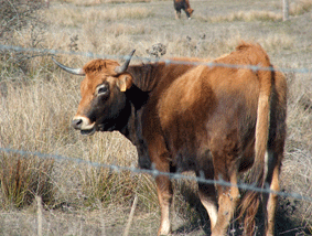 vacas52